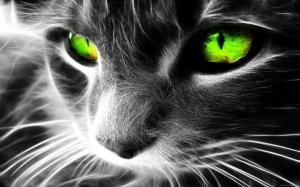 Grey cat with green eyes wallpaper thumb