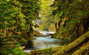 McKenzie River, Oregon, forest, trees, moss wallpaper thumb