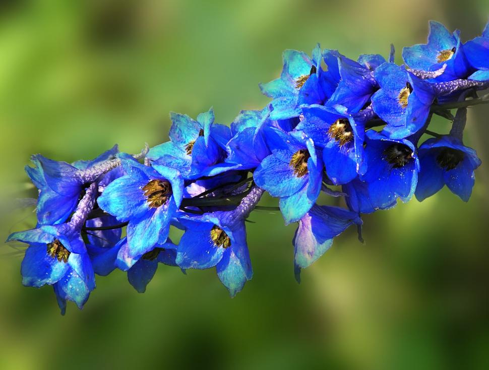Summer blue flowers wallpaper | nature and landscape | Wallpaper Better
