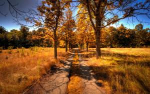Autumn landscape, yellow tree leaves and grass, road wallpaper thumb