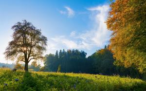 Switzerland morning scenery, trees, meadow, blue sky wallpaper thumb