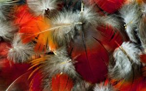 Lovely Feather HD wallpaper thumb