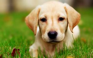 Dog Puppy Macro Grass HD wallpaper thumb