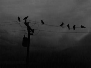 BW Crows Power Line Rain Dark HD wallpaper thumb