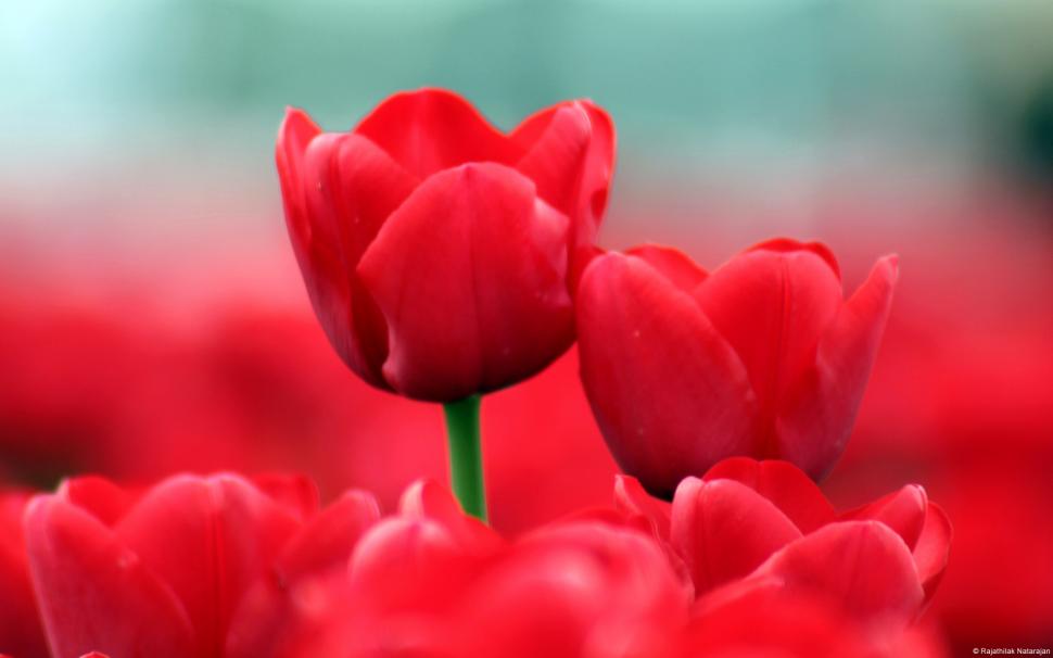 Red Tulips HD wallpaper,flowers HD wallpaper,red HD wallpaper,tulips HD wallpaper,1920x1200 wallpaper