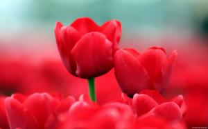 Red Tulips HD wallpaper thumb