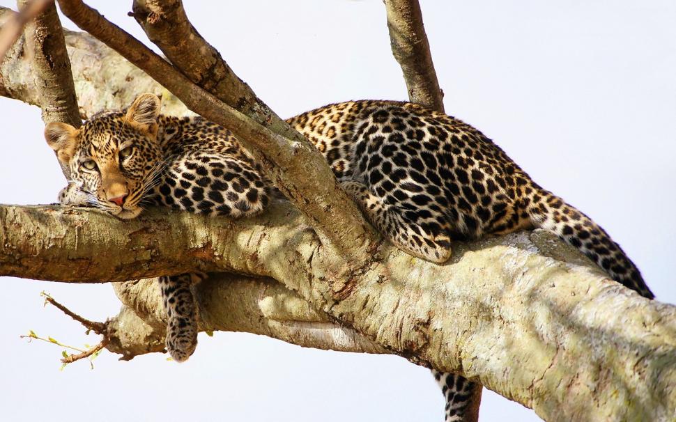 Leopard have a rest in the tree wallpaper,Leopard HD wallpaper,Rest HD wallpaper,Tree HD wallpaper,1920x1200 wallpaper