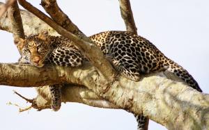 Leopard have a rest in the tree wallpaper thumb