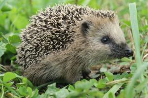 Hedgehog Animal HD wallpaper thumb