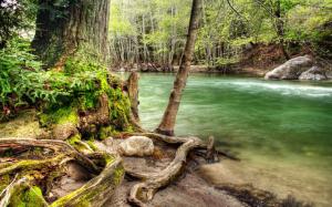 River Trees Forest HD wallpaper thumb