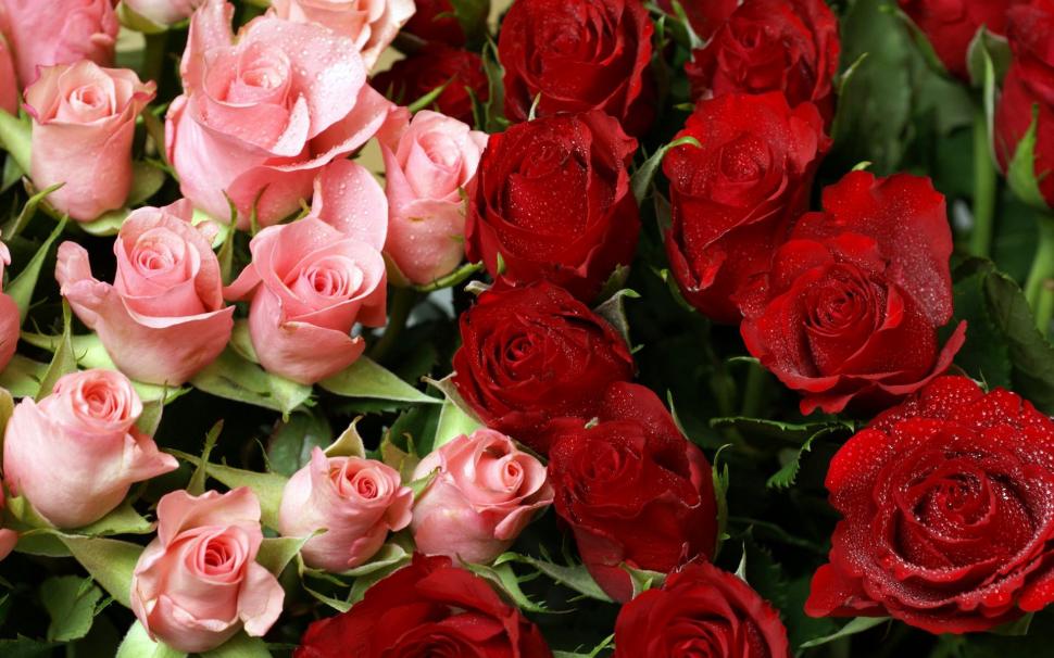 Pink & Red Roses Bouquet wallpaper,pink HD wallpaper,bouquet HD wallpaper,roses HD wallpaper,1920x1200 wallpaper