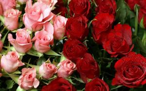 Pink & Red Roses Bouquet wallpaper thumb