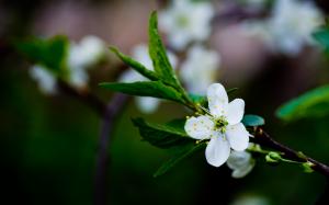 White cherry blossoms, spring flowers, green leaves wallpaper thumb