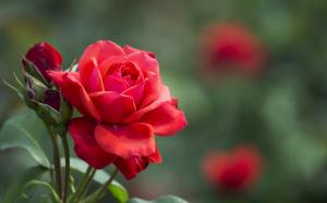 Red rose, flower buds, leaves wallpaper thumb