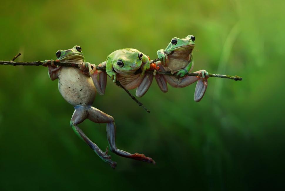 Frogs on branch wallpaper,frog HD wallpaper,Macro HD wallpaper,branch HD wallpaper,Nature HD wallpaper,2048x1374 wallpaper