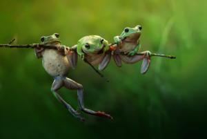 Frogs on branch wallpaper thumb