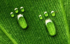 Drops of water on the green leaves footprints wallpaper thumb