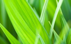 The green leaves of grass wallpaper thumb