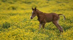 Little Horse In Yelow Field wallpaper thumb