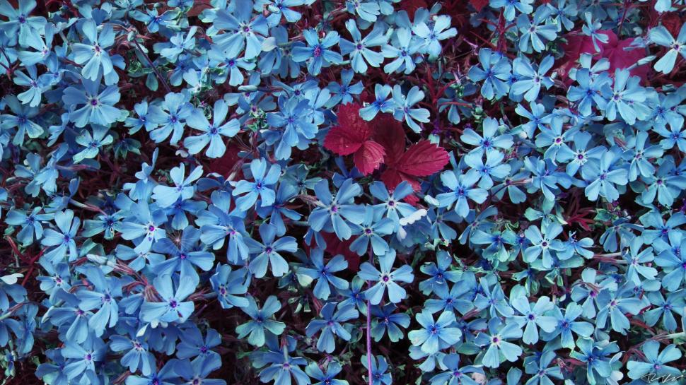 Lots of Blue Flowers wallpaper,Flowers HD wallpaper,1920x1080 wallpaper