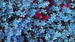 Lots of Blue Flowers wallpaper thumb