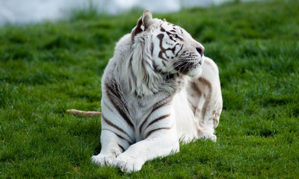 White tiger on grass wallpaper,tiger HD wallpaper,white HD wallpaper,grass HD wallpaper,lying HD wallpaper,predator HD wallpaper,3961x2377 wallpaper