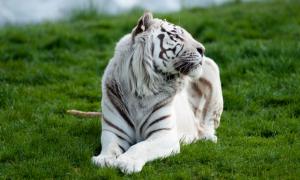 White tiger on grass wallpaper thumb