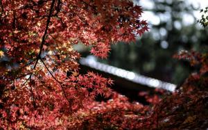 Maple trees, red leaves, bokeh wallpaper thumb