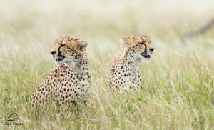 Cats Cheetahs Grass Animals Cheetah Free Images wallpaper thumb
