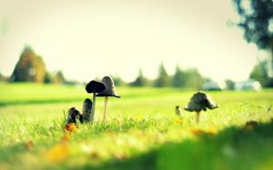 Mushrooms Macro Grass Blur HD wallpaper thumb