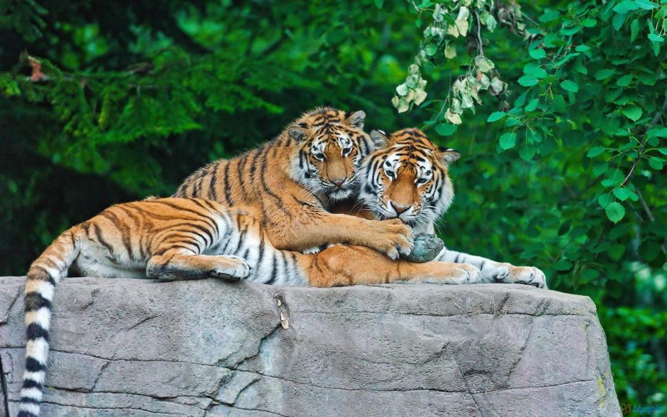 Tiger Family On A Boulder wallpaper,cats HD wallpaper,big wild cats HD wallpaper,animals HD wallpaper,tigers HD wallpaper,1920x1200 wallpaper