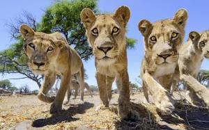 Lion cubs wallpaper thumb