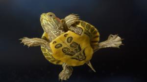 Animals, Turtle, Yellow, Photography wallpaper thumb