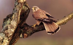 Falcon, brown feathers, tree branch wallpaper thumb