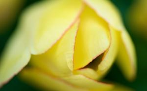 Yellow tulip flower macro photography wallpaper thumb