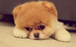 Cute pomeranian puppy on the floor wallpaper thumb