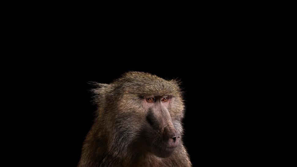 Photography, Mammals, Monkeys, Simple Background wallpaper,photography HD wallpaper,mammals HD wallpaper,monkeys HD wallpaper,simple background HD wallpaper,2560x1440 HD wallpaper,2560x1440 wallpaper
