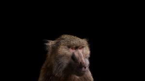 Photography, Mammals, Monkeys, Simple Background wallpaper thumb