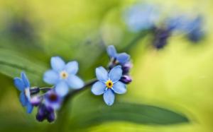 Forget-me-not, Flowers, Close Up wallpaper thumb