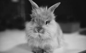 rabbit, small, furry, black white wallpaper thumb