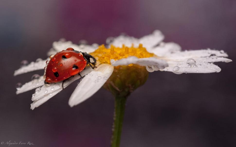 Insect Ladybug Daisy Water Drops wallpaper,insect HD wallpaper,ladybug HD wallpaper,daisy HD wallpaper,water HD wallpaper,drops HD wallpaper,1920x1200 wallpaper