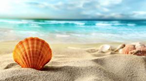 Shell, beach, sands, sea wallpaper thumb