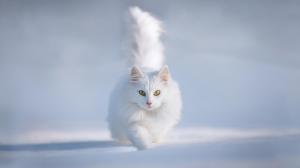 Cute White Cat wallpaper thumb