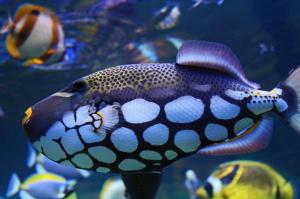 Underwater Fish wallpaper thumb