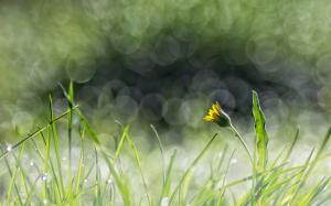 Green grass, yellow flower, dandelion, glare wallpaper thumb