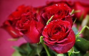 Water droplets flowers red roses close-up wallpaper thumb
