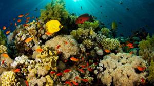 Coral Reef Exotic Fish wallpaper thumb