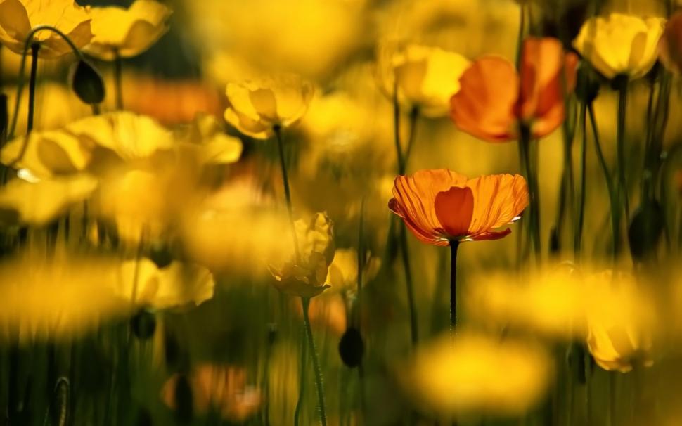 Red Yellow Poppies wallpaper,flower HD wallpaper,nature HD wallpaper,yellow HD wallpaper,poppies HD wallpaper,2560x1600 wallpaper
