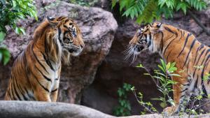Tiger, Sumatran, cats wallpaper thumb