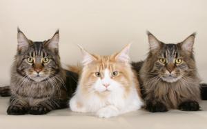 Maine Coon Cats wallpaper thumb